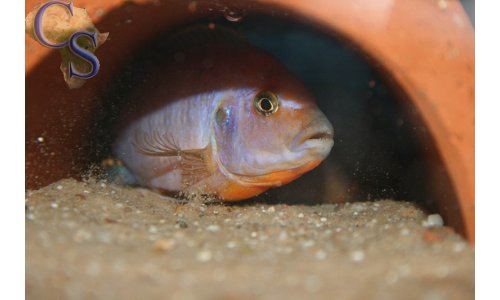 Iodotropheus sprengerae